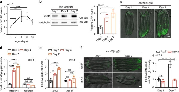 microRNA-Seq