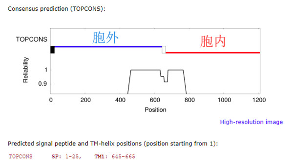 Topcons预测