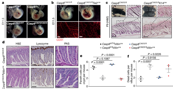 Caspase-8