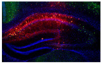 DAPI Fluoromount-G