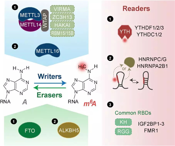 m6A修饰