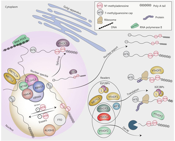 m6A甲基化阅读蛋白