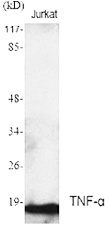 使用Abbkine TNF-α Polyclonal Antibody做WB