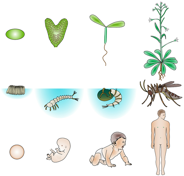 植物发育生物学