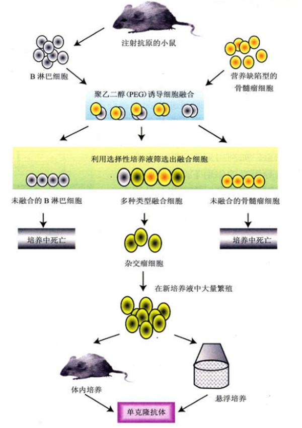 单克隆抗体制备