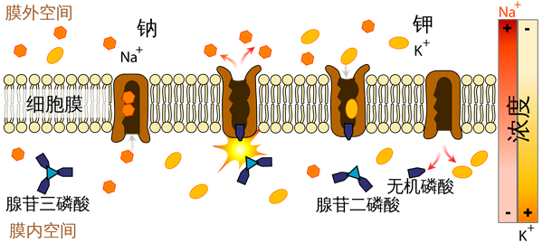 氢钾ATP酶