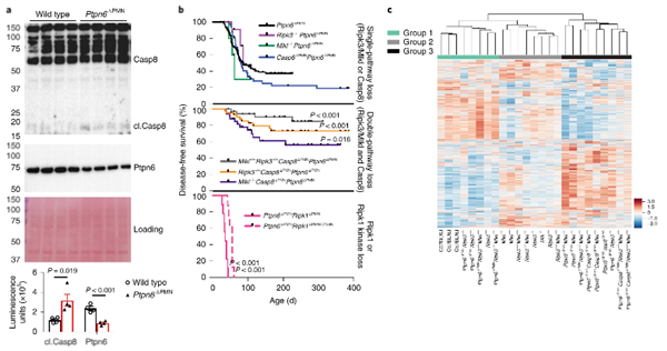 Ptpn6抑制caspase-8和Ripk3/Mlkl依赖性炎症