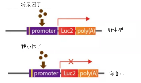 启动子研究