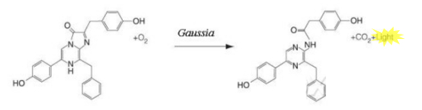 Gaussia 分泌型荧光素酶