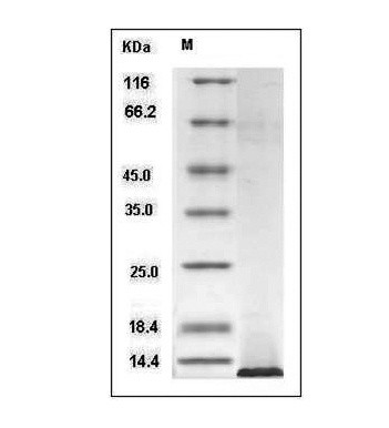 SDS-PAGE检测Human IGF1 protein