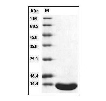 SDS-PAGE检测Human Leptin protein结果