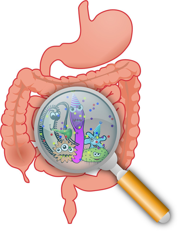 运动无效果者体内微生物有害代谢物增加