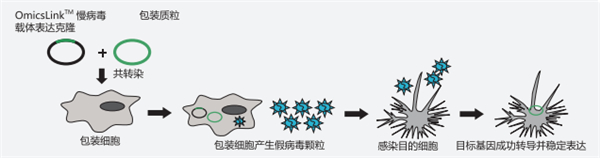 慢病毒表达载体