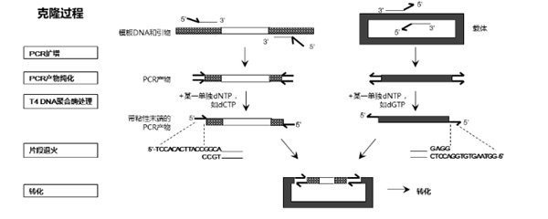 T4 DNA聚合酶克隆过程