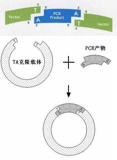 T4 DNA连接酶