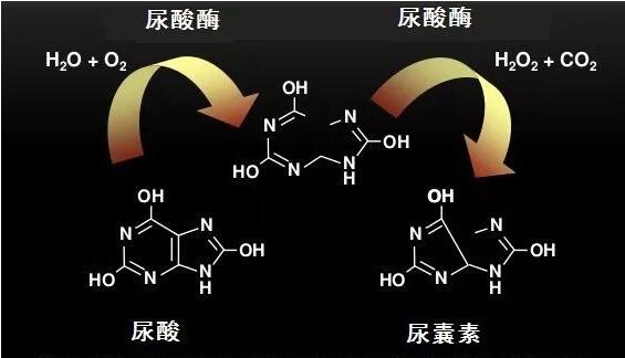 尿酸酶