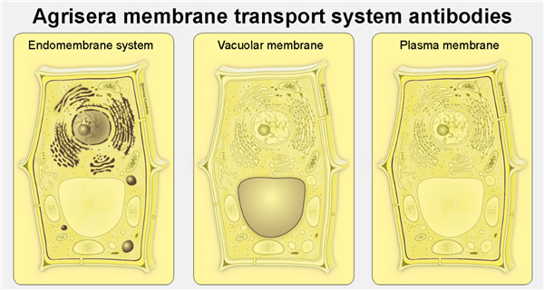 植物膜运输系统相关抗体