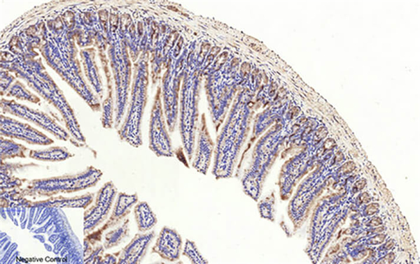 Abbkine casepase-ihc