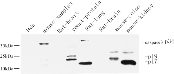 Abbkine caspase-3-wb