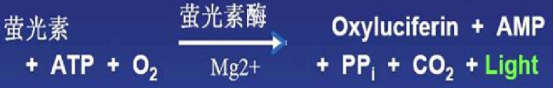 化學發光法細胞活性檢原理圖