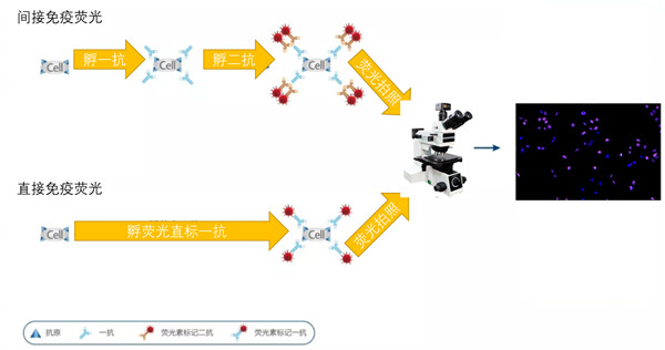 荧光抗体技术