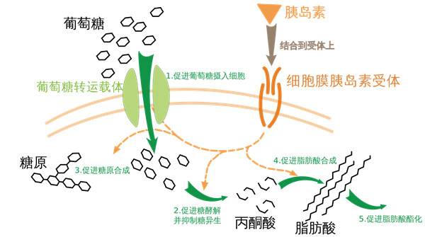 胰岛素在细胞中的作用