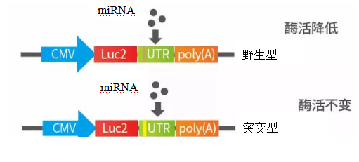 miRNA研究