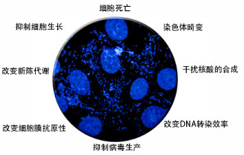 支原体污染的后果