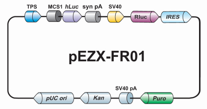 荧光素酶报告基因载体