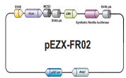 pEZX-FR02