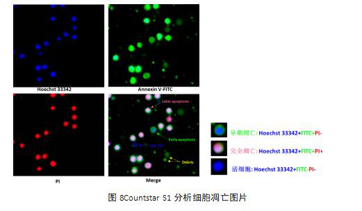 8countstar s1分析细胞凋亡图片