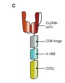 针对CLDN6的导航仪