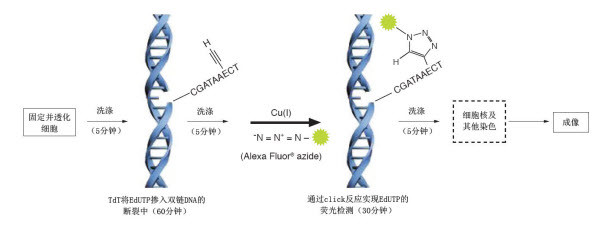 DNA断片标记法