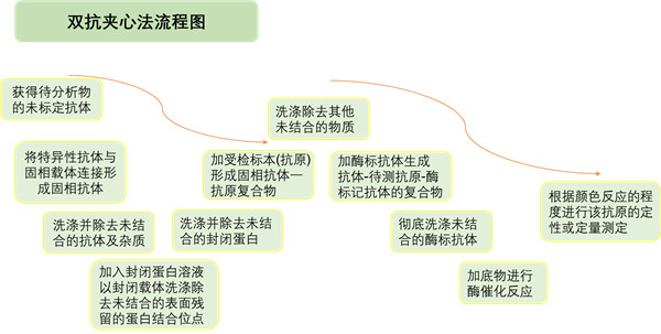 双抗夹心法流程