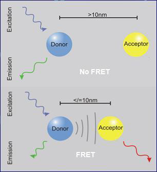 荧光共振能量转移