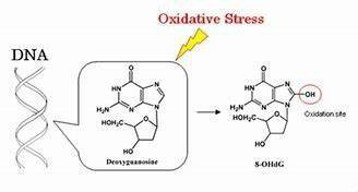 氧化损伤标志物8-OHdG检测法