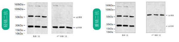 重链或轻链反应二抗