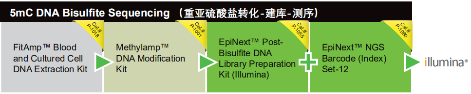 重亚硫酸盐转化-建库-测序