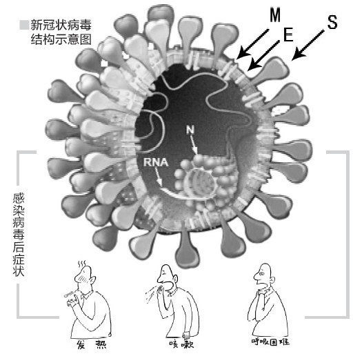 新型冠状病毒结构示意图