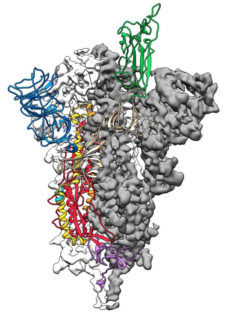 新冠病毒 S 蛋白结构