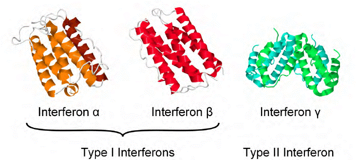 α-IFN