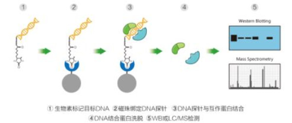 DNA-pull dwon