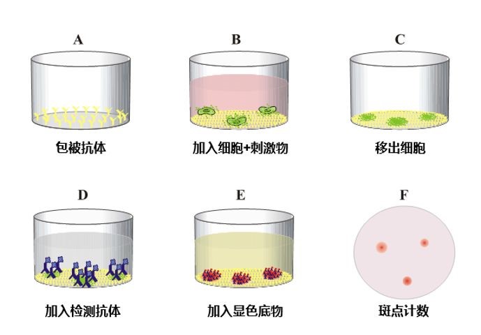 Elisplot阳性对照设置