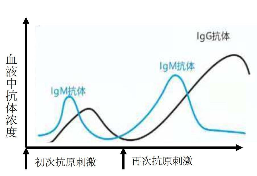 血液中抗体浓度