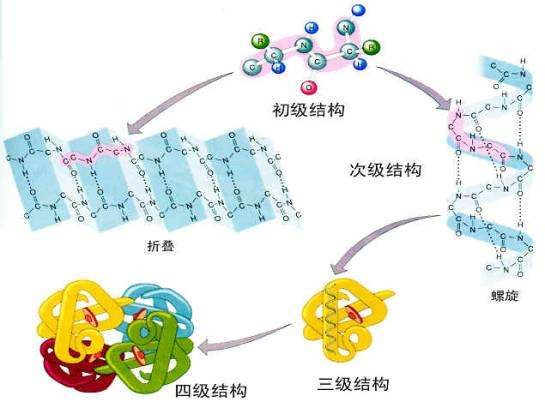 蛋白提取