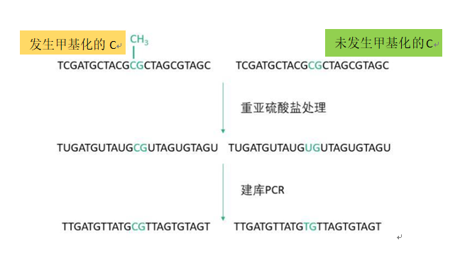 全基因组DNA甲基化图谱