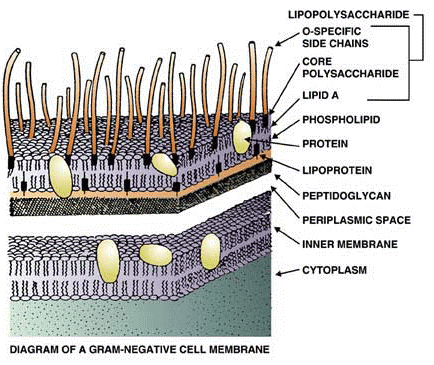 质粒DNA