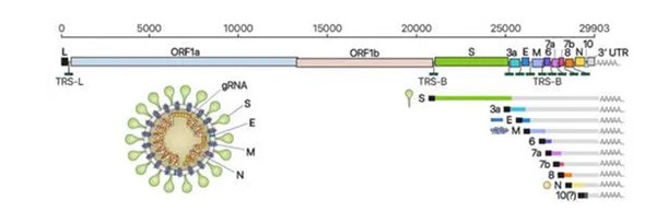 COVID-19基因组编码