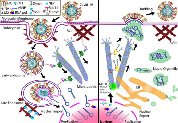 冠状病毒进入细胞-复制-组装-释放