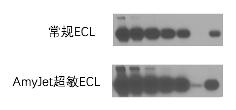 WB超敏ECL检测结果图